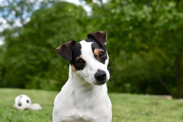 Jack Russell quiere jugar a la pelota