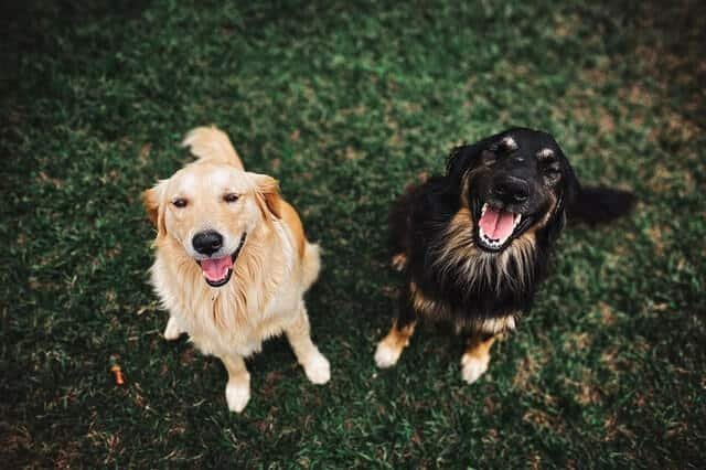 Los Perros Golden Son Buenos Con Otros Perros