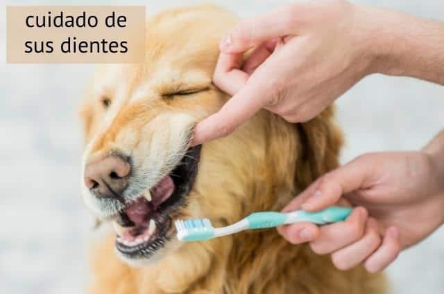 como cepillar dientes de un perro