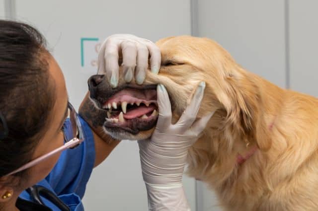 cuidado dientes de un perro