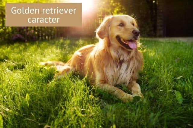 golden retriever personalidad y temperamento