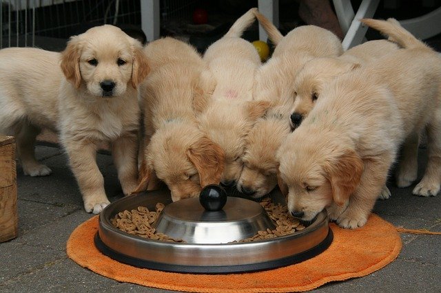 cachorros golden retriever comiendo