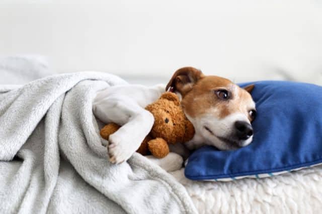 jack russell adulto solo en casa