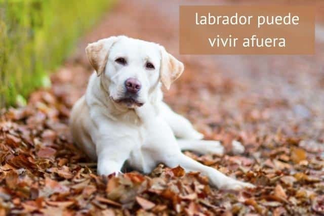 ¿Pueden Los Labradores Vivir Afuera?