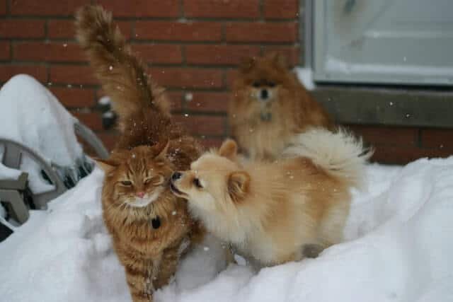 pomerania y un gato