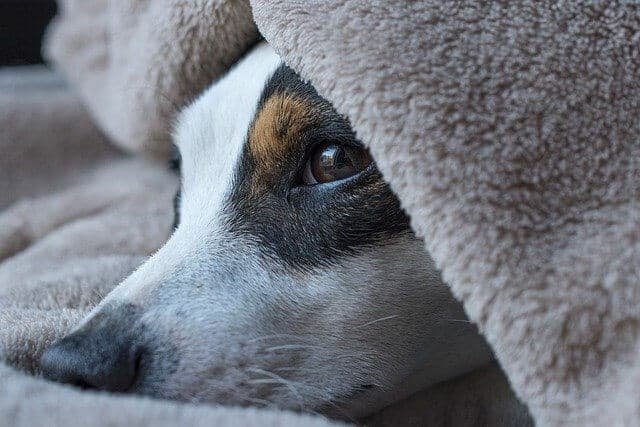 Jack Russell se Esconde Bajo las Sábanas