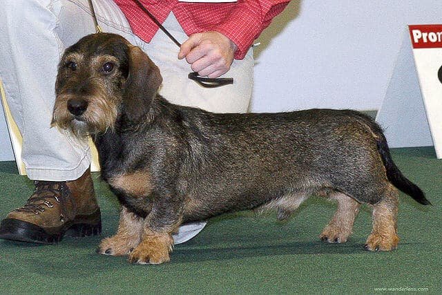 dachshund-de-pelo-duro-color-jabil