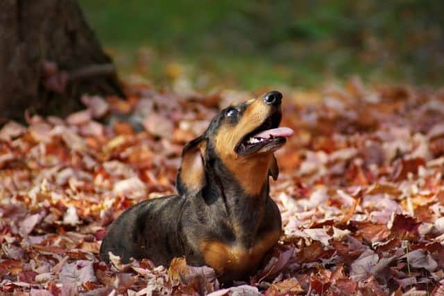 daschund entrenamiento