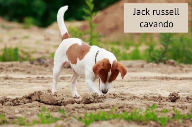 jack russell marron y blanco cavando