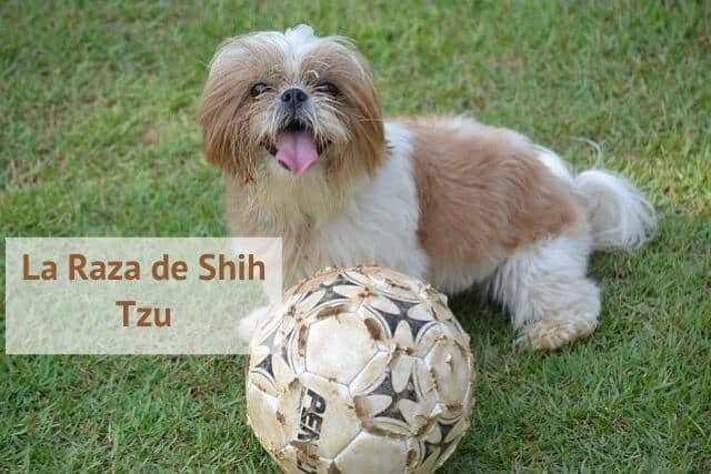 la raza shih tzu