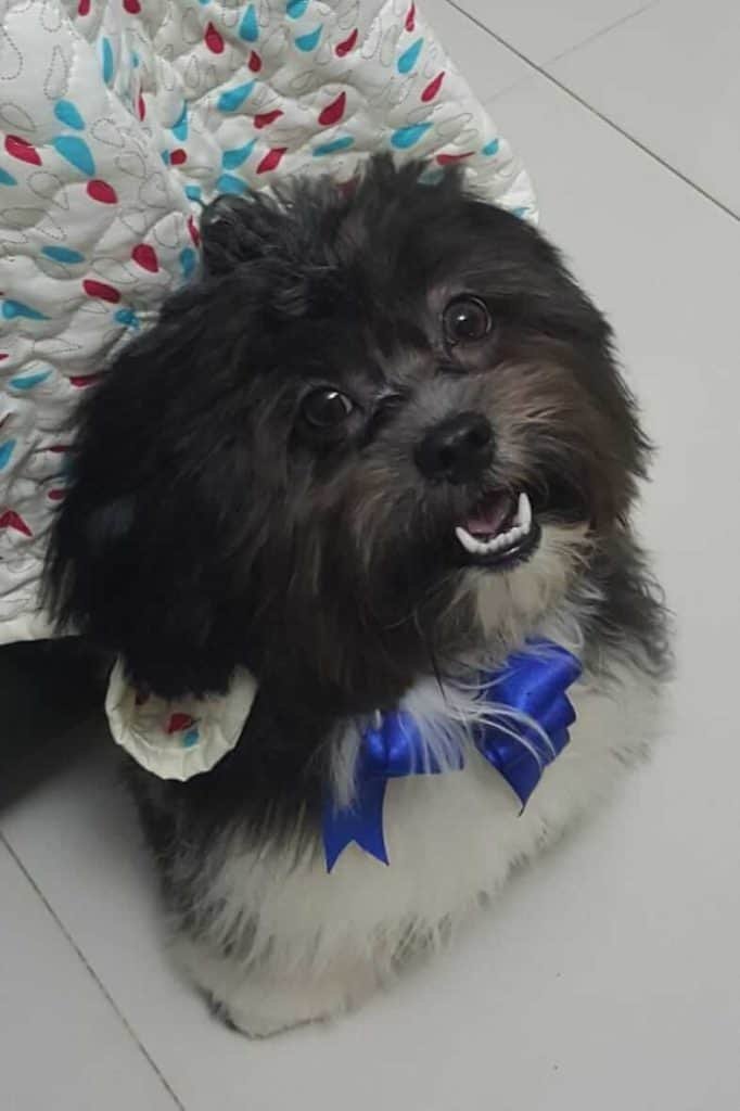 Cuánto debes Alimentar a tu Shih Tzu