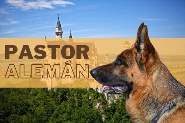 perro pastor aleman German shepherd