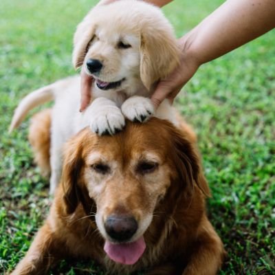 Cachorro Golden Retriever blanco y adulto dorado oscuro