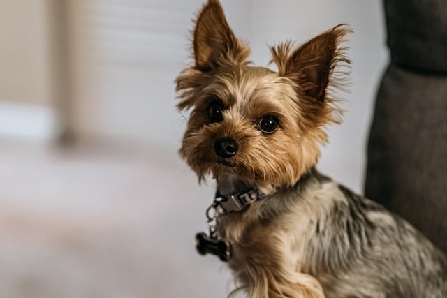 Cachorro Yorkshire Terrier