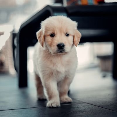 Cachorro de golden retriever blanco