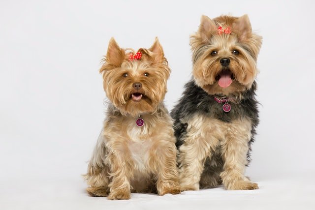 Dos Yorkshire Terriers de diferentes tamaños