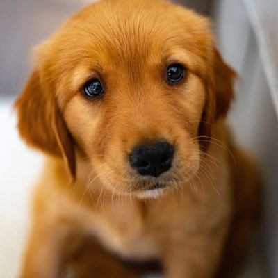 Golden Retriever Cachorro Rojo Dorado