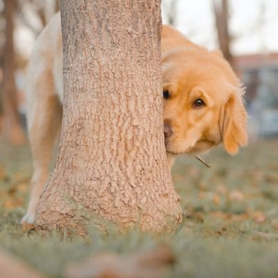 Golden Retriever jugando al escondite