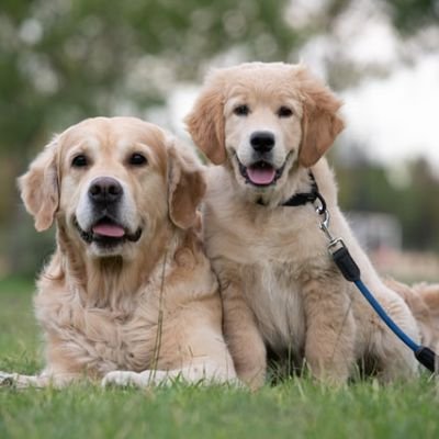 Golden Retriever adulto y cachorro