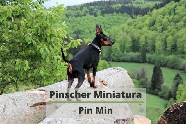 Pinscher miniatura o pinscher enano pin min pin