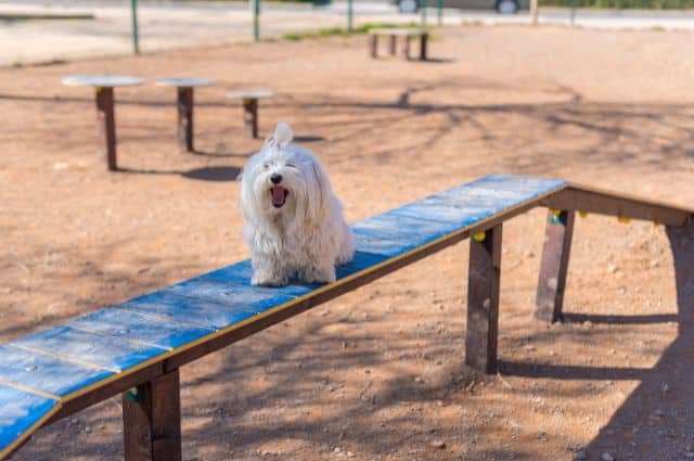 bichon maltes ejercicio