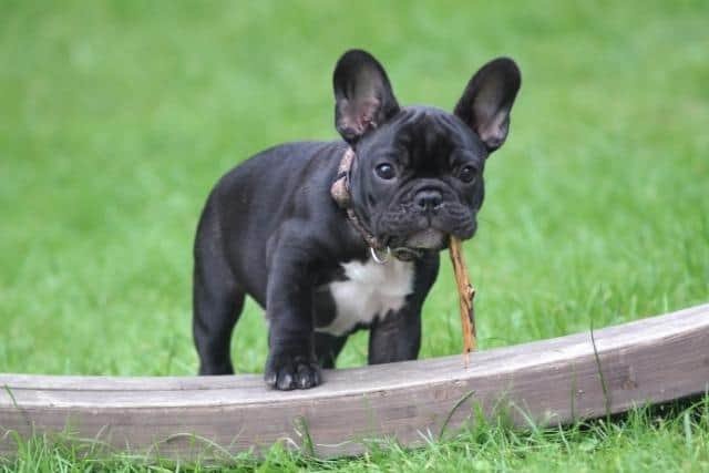 bulldog frances o frenchie