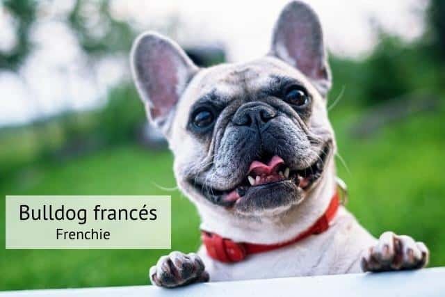 Bulldog francés