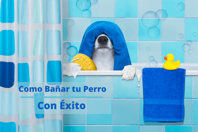 como bañar un perro