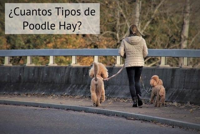 Cuántos tipos de Caniche Existen?