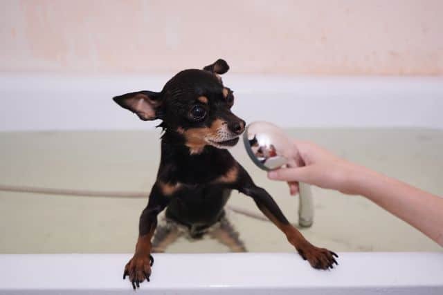 pinscher tomando un bano