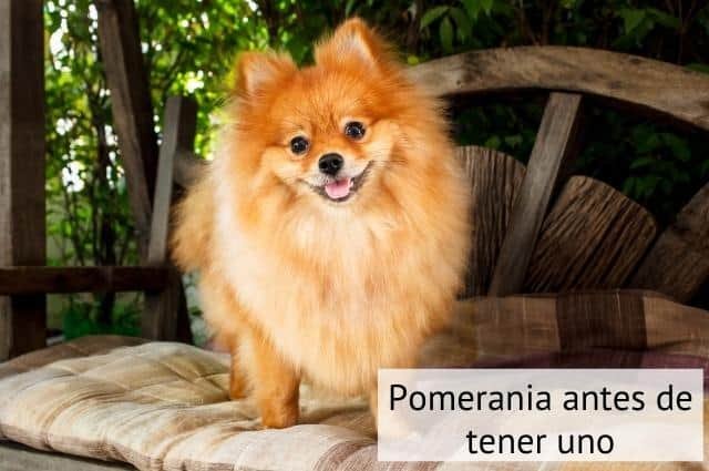 10 cosas que debes saber antes de tener un Pomerania