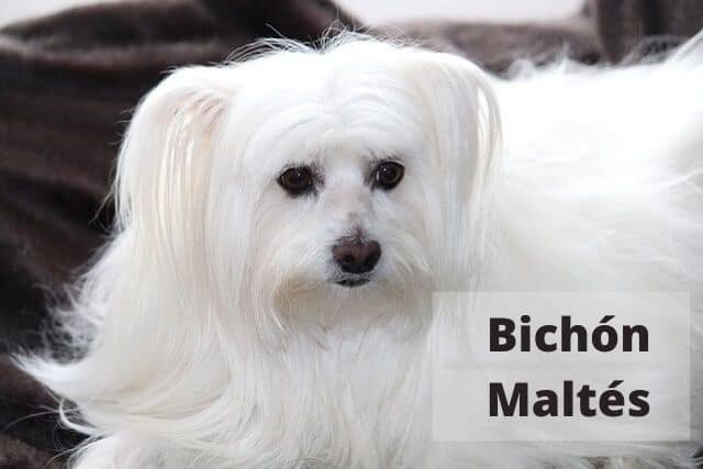 Bichón Maltés , el perro toy más antiguo