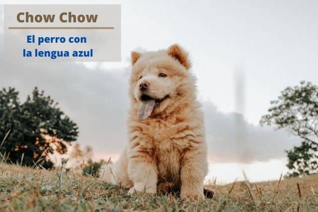 La raza de perro Chow Chow