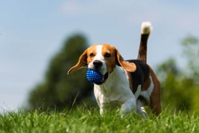 beagle entrenamiento