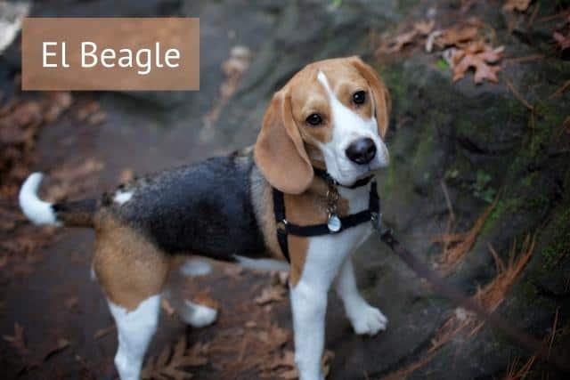 Beagle