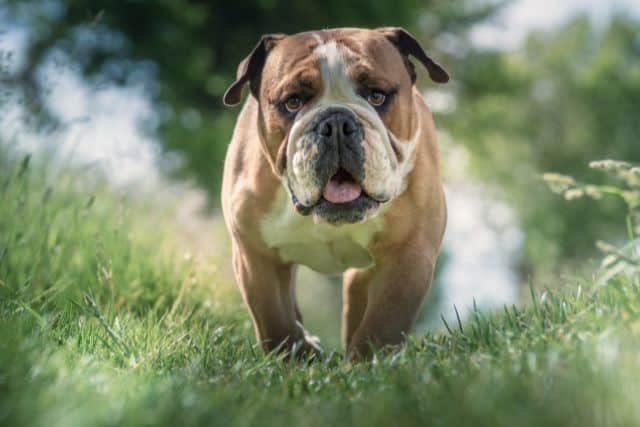 bulldog o bulldog ingles