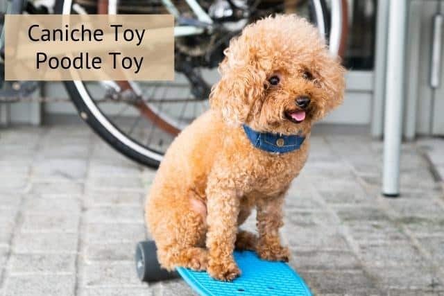 Caniche Toy o Poodle Toy