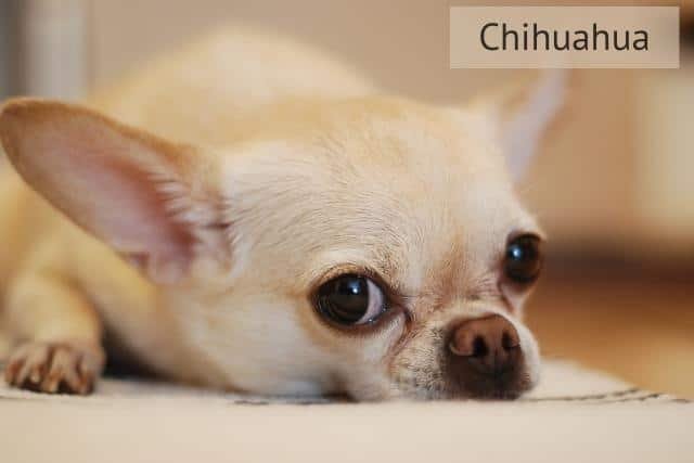 La raza del perro Chihuahua o Chihuahueño