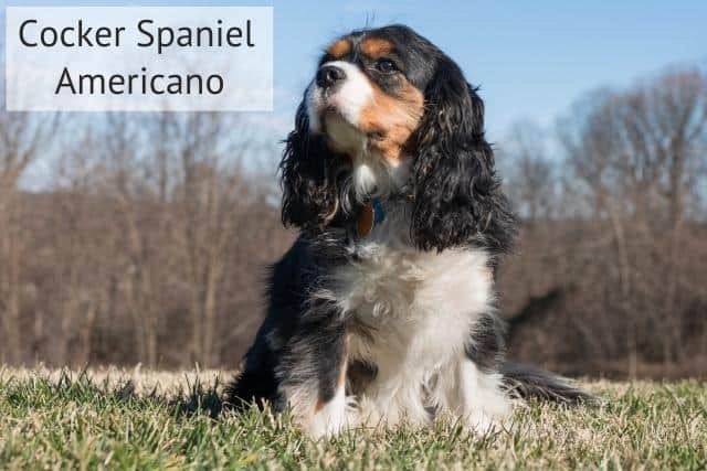 cocker spaniel americano