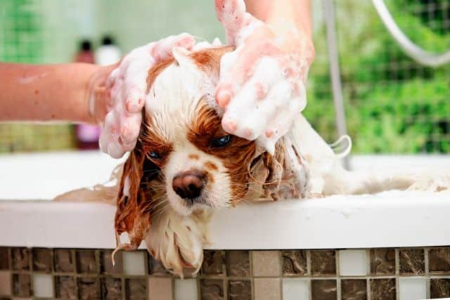 cocker spaniel americano bano