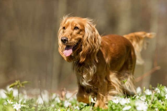 cocker spaniel americano dorado