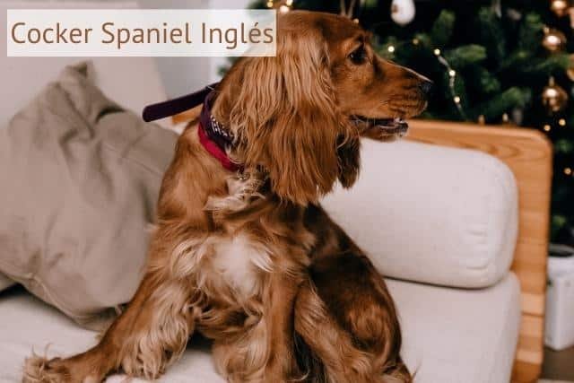 cocker spaniel ingles