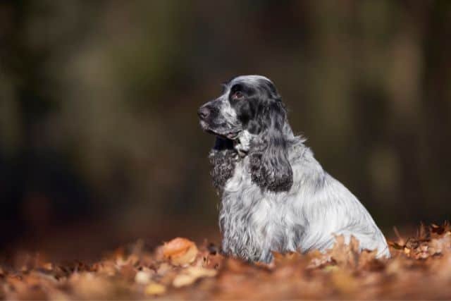 cocker spaniel ingles blanco y negro