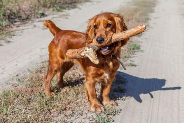 cocker spaniel ingles