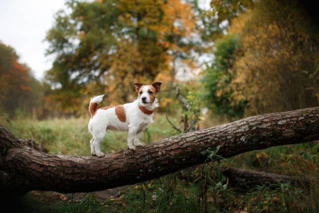 jack russel paseo