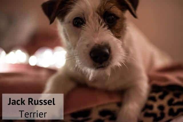 Jack Russell Terrier