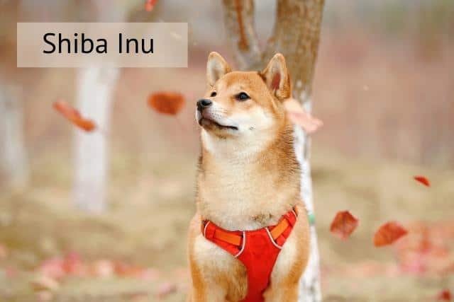 shiba inu mirando