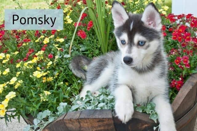 El Perro Pomsky