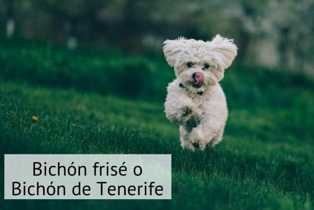 bichon frise