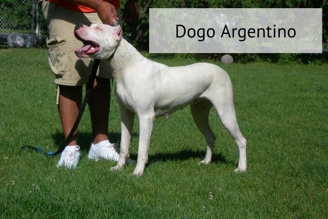 dogo argentino o mastin argertino